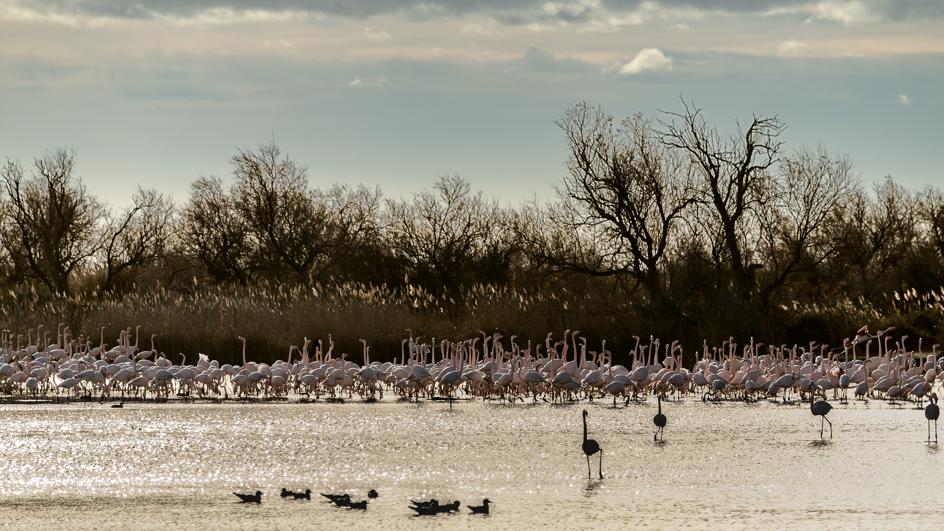 Camargue 072