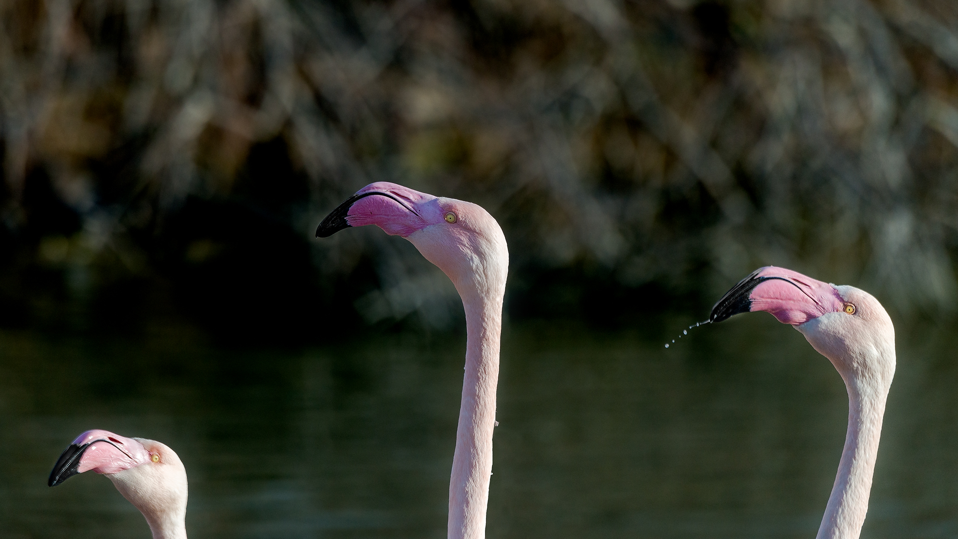 Camargue 088