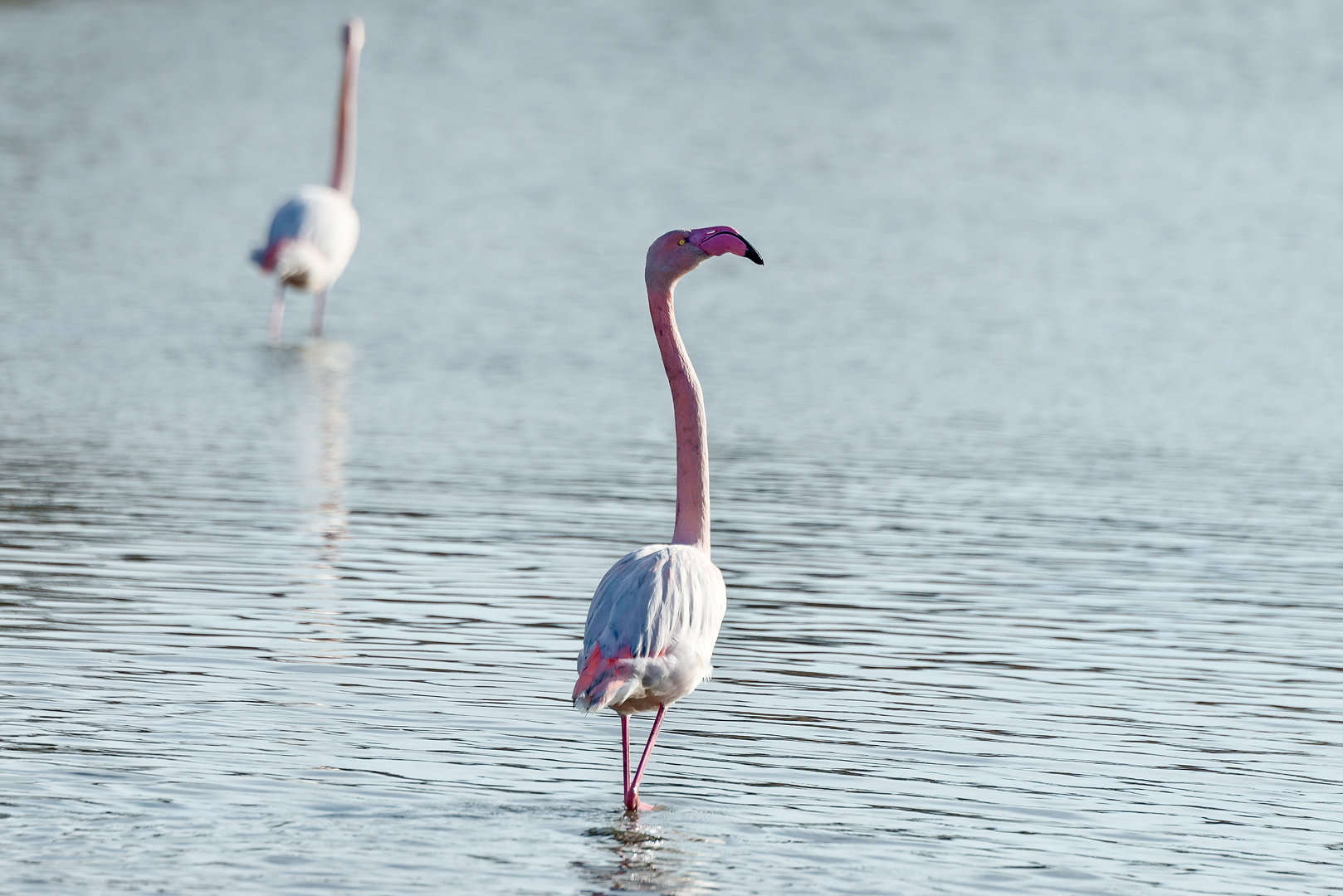 Camargue 100