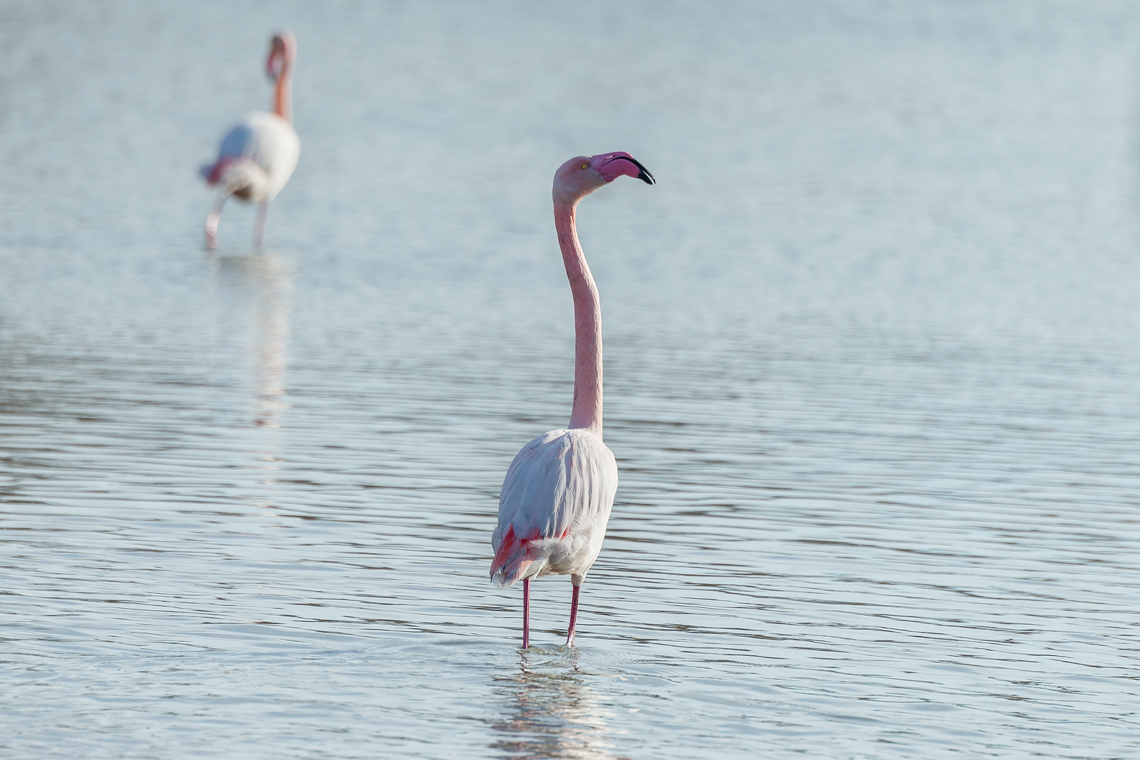 Camargue 101