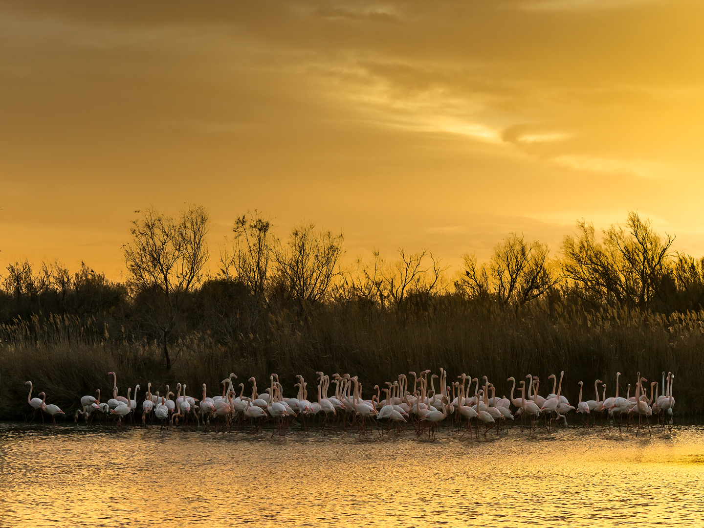 Camargue 1017