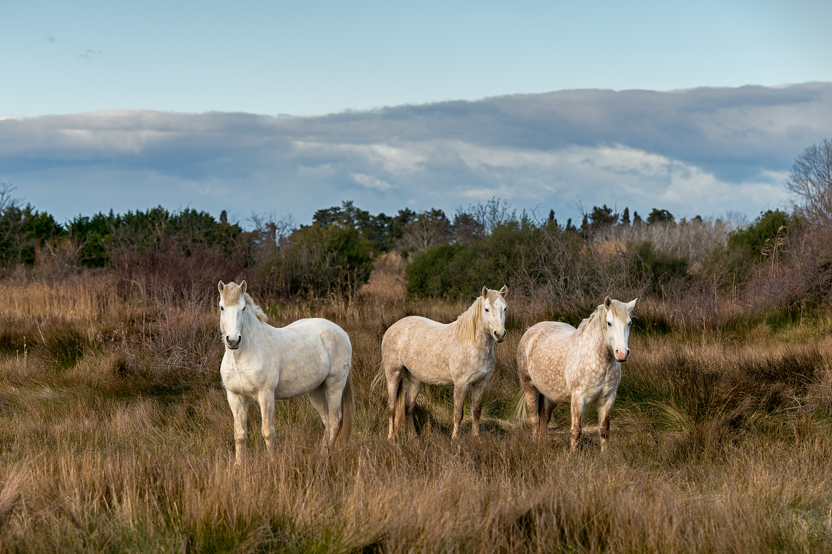 Camargue 1175