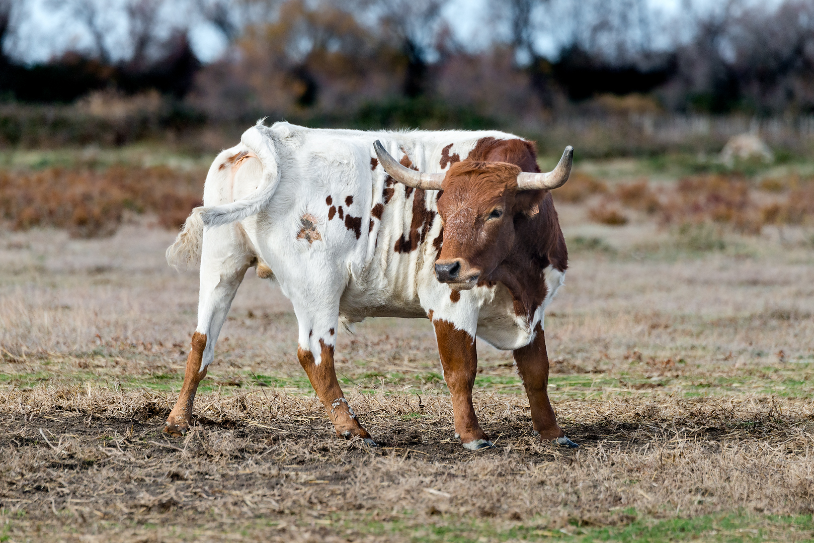 Camargue 1215