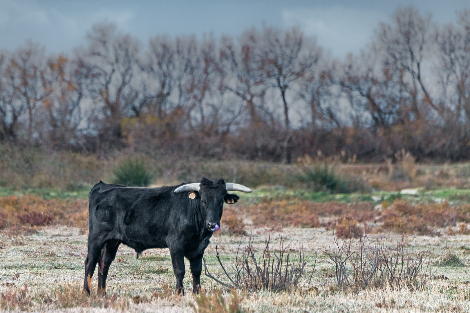 Camargue 1229