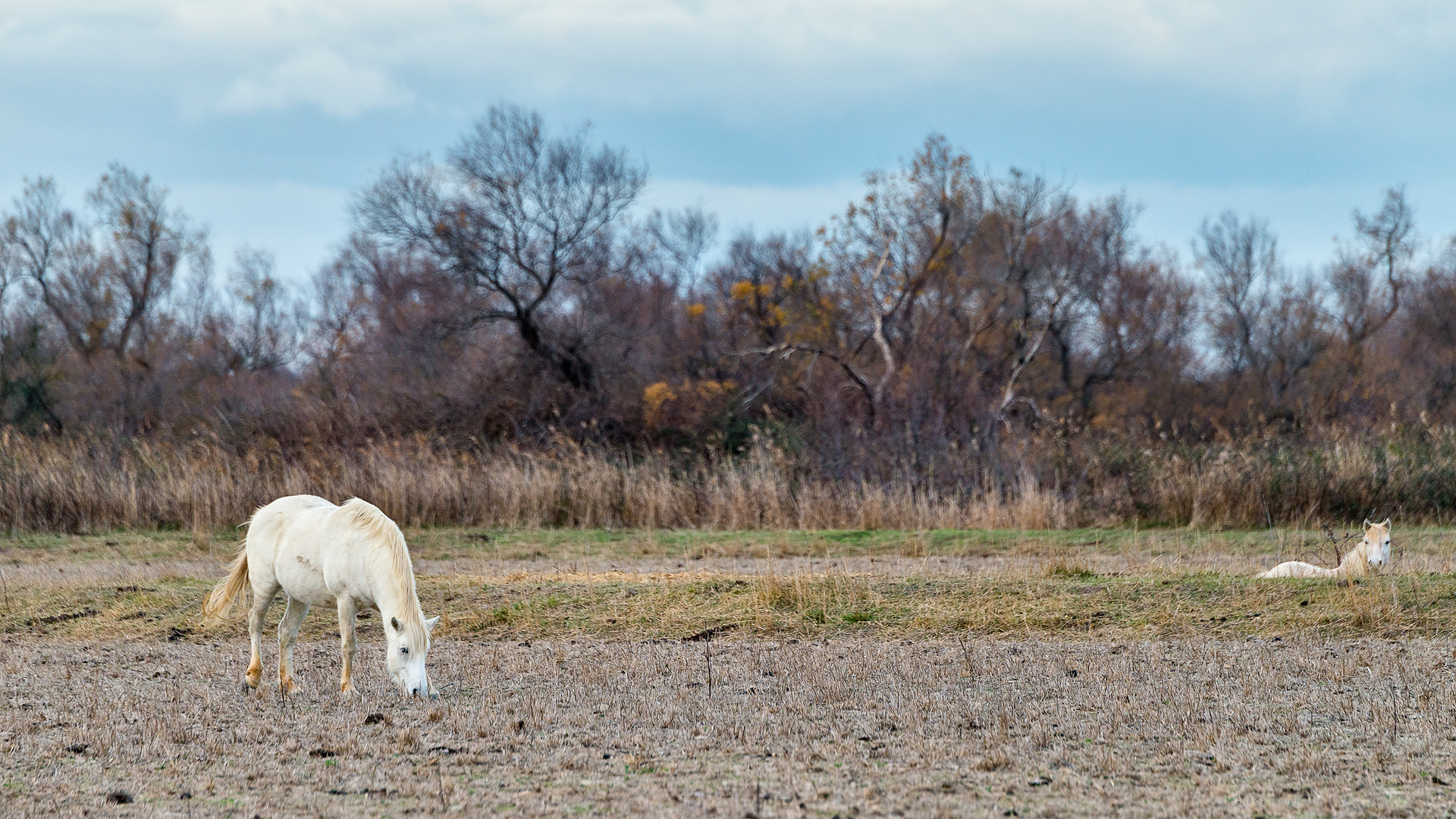 Camargue 1252