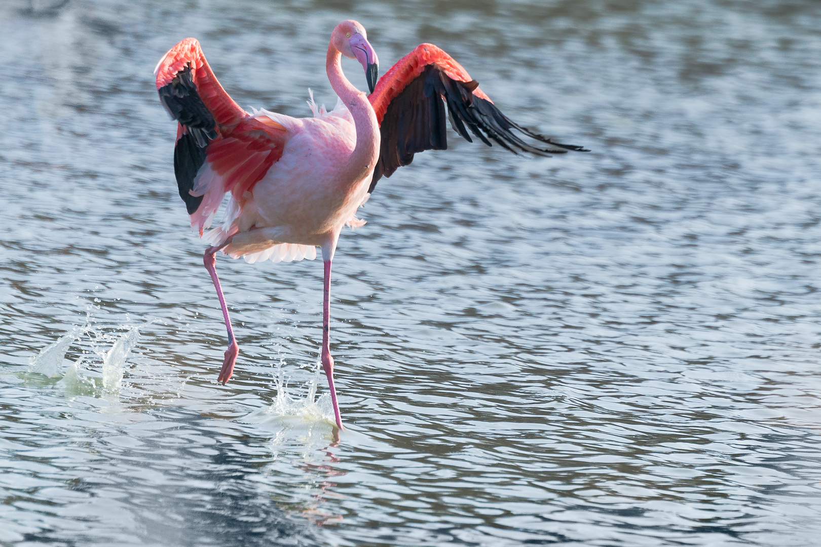 Camargue 212