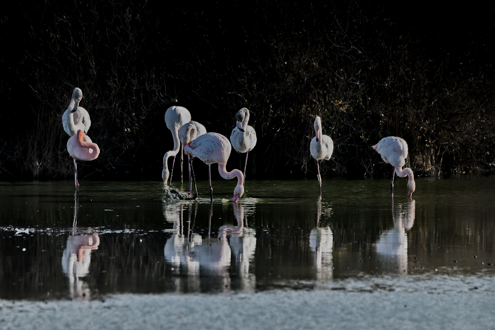 Camargue 323