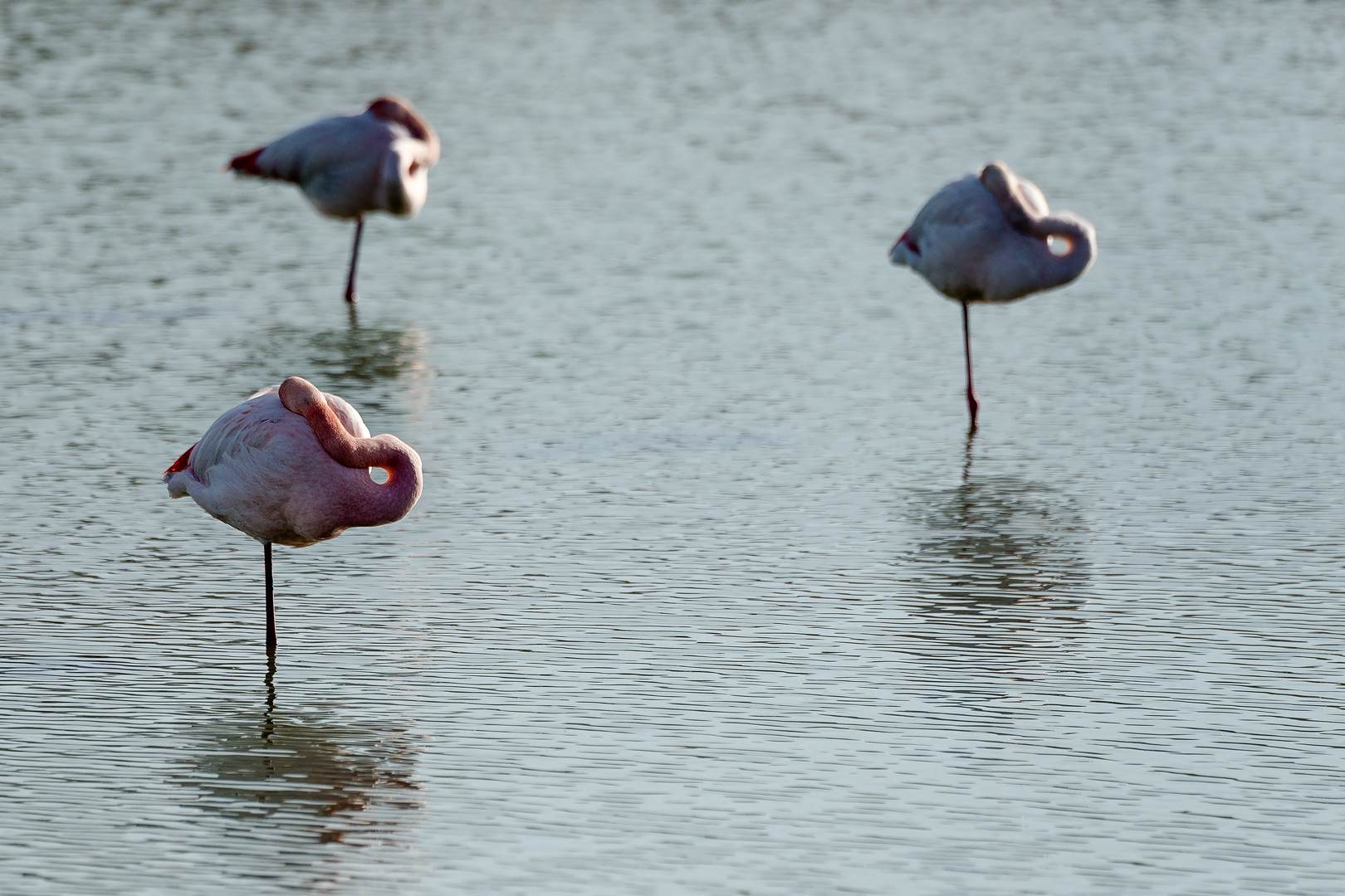 Camargue 338