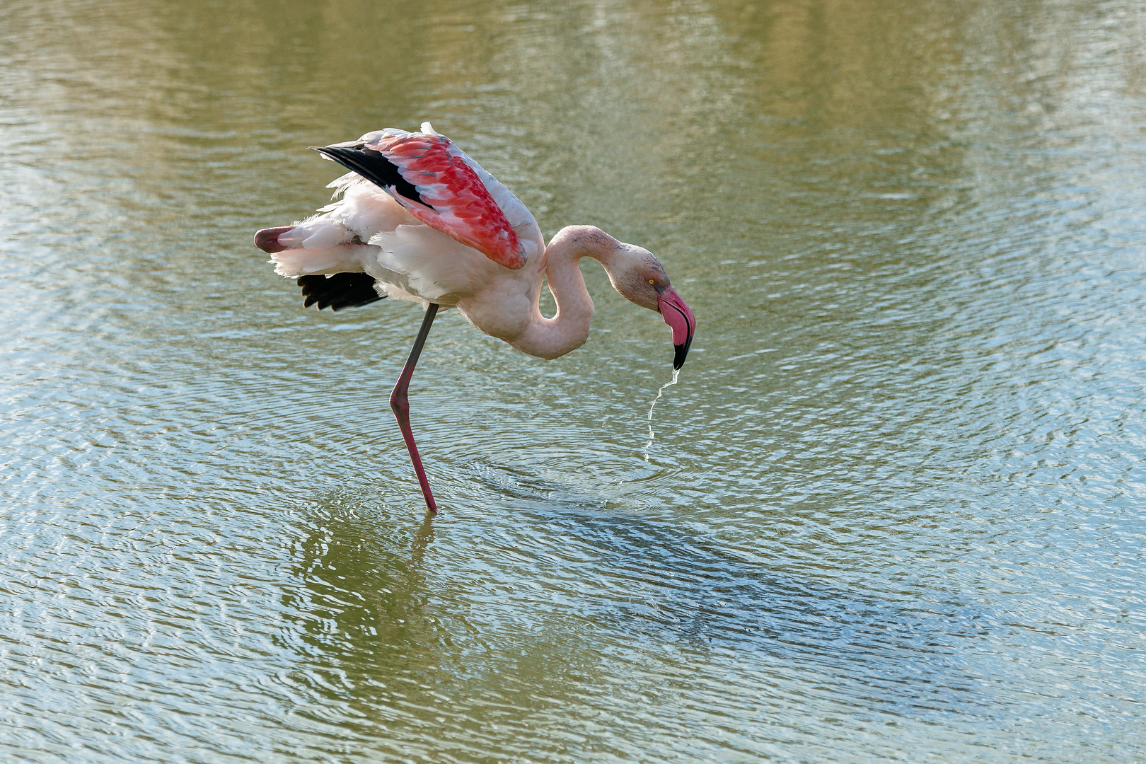 Camargue 364