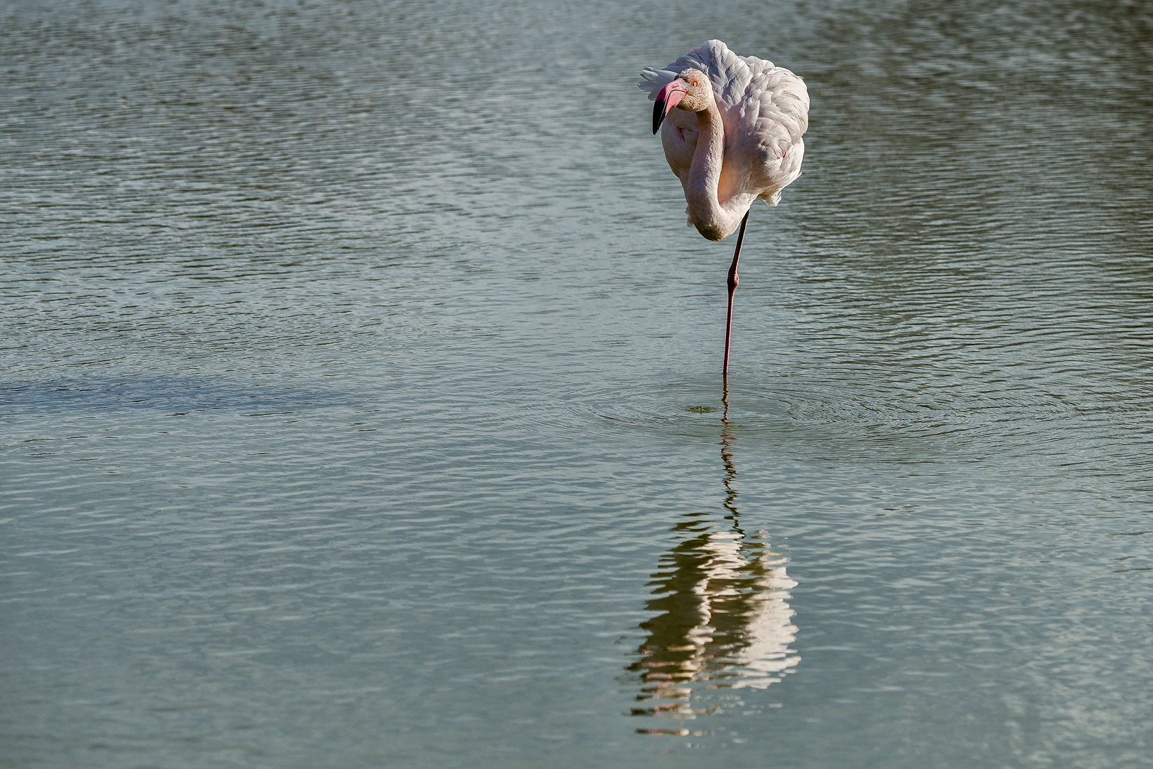 Camargue 393
