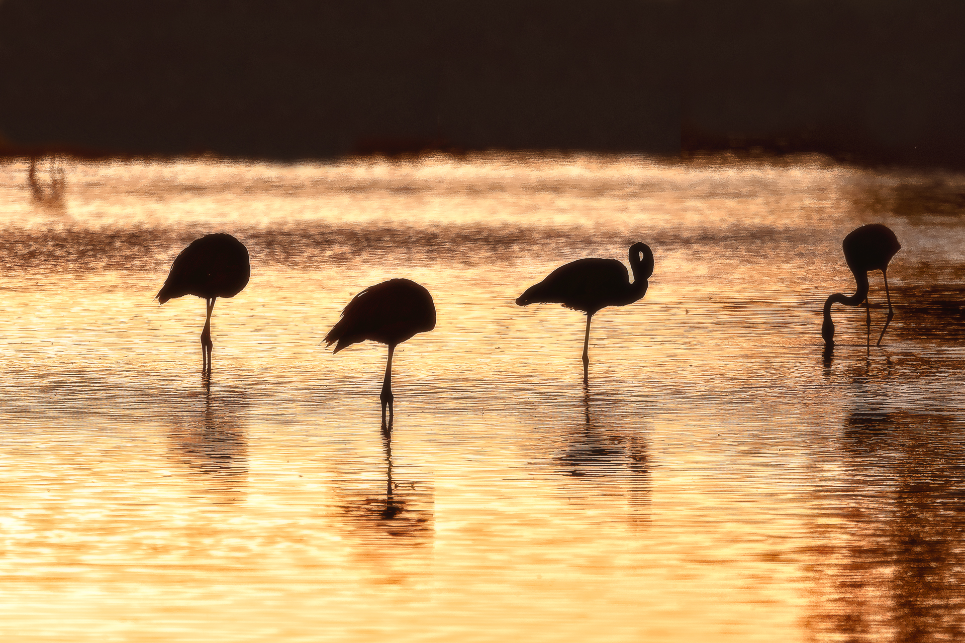 Camargue 4083