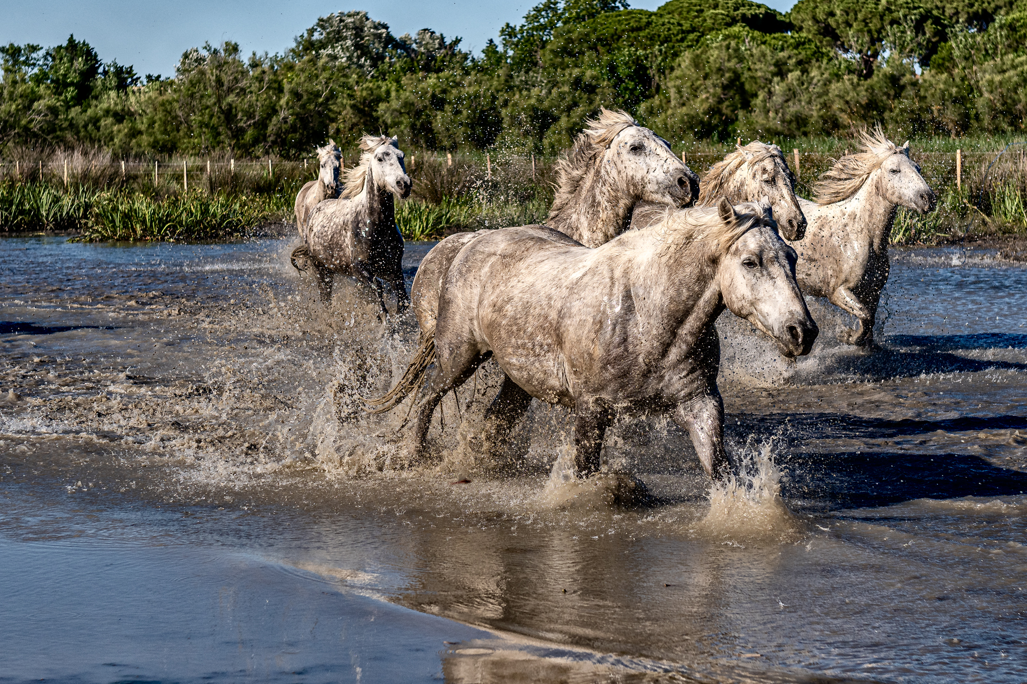Camargue 4369