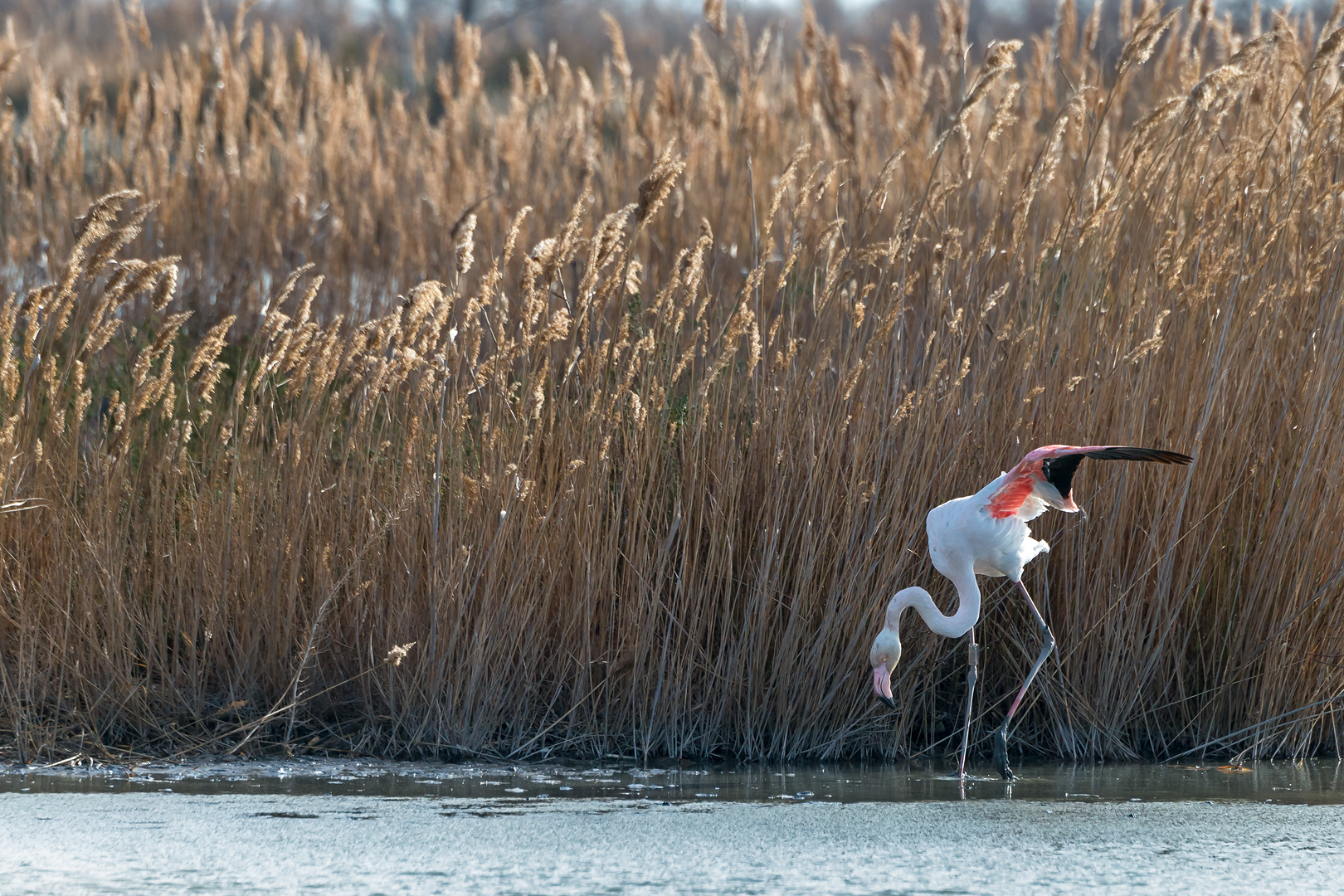 Camargue 442