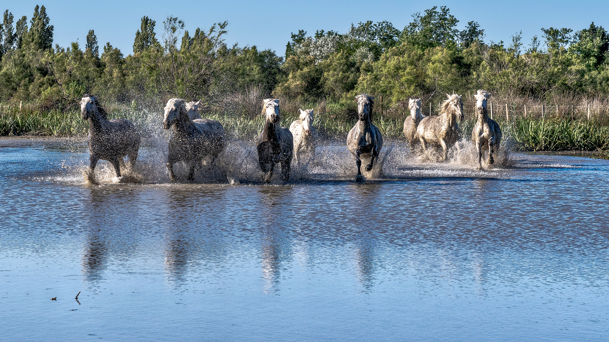 Camargue 4657