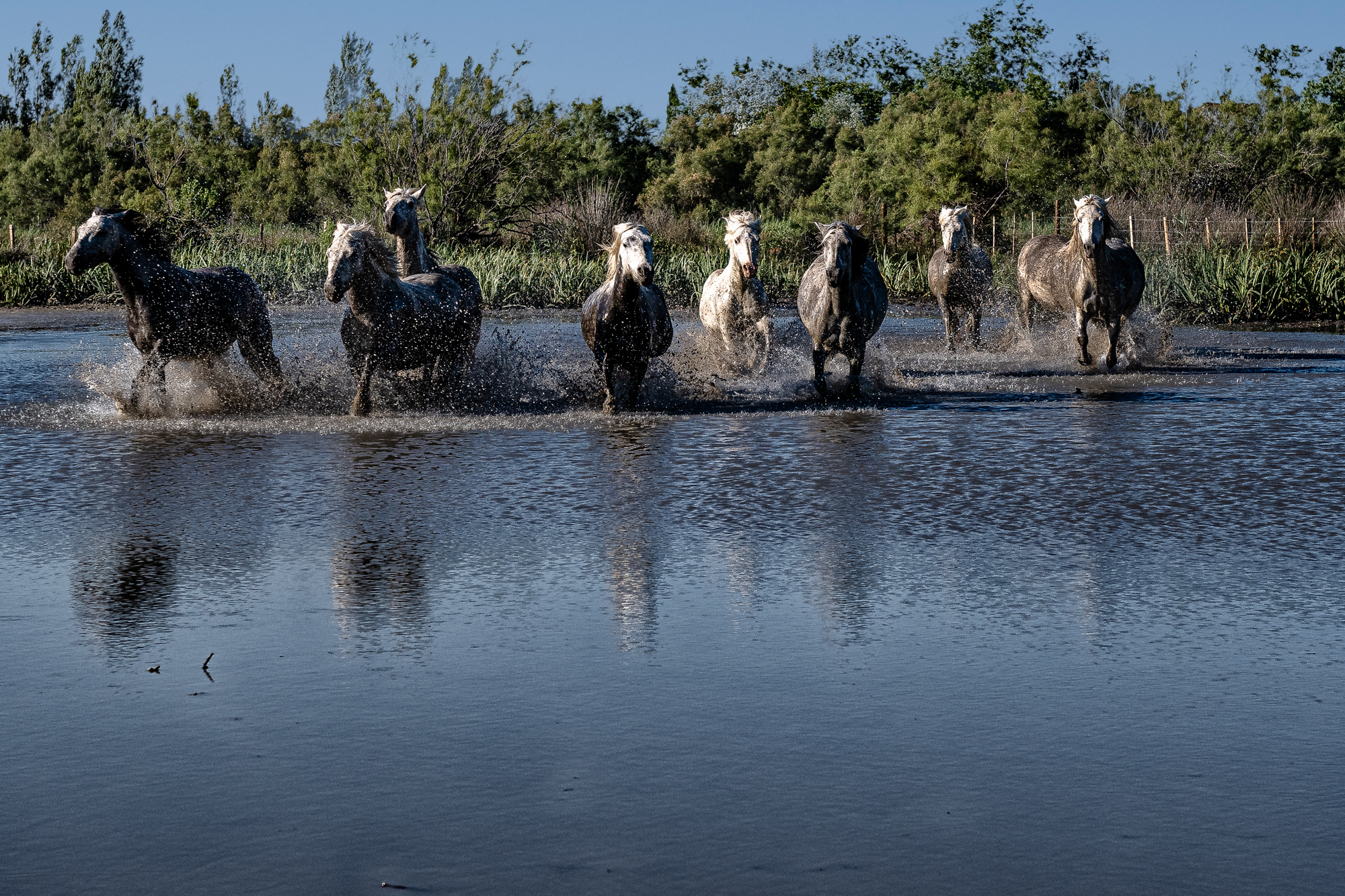 Camargue 4661