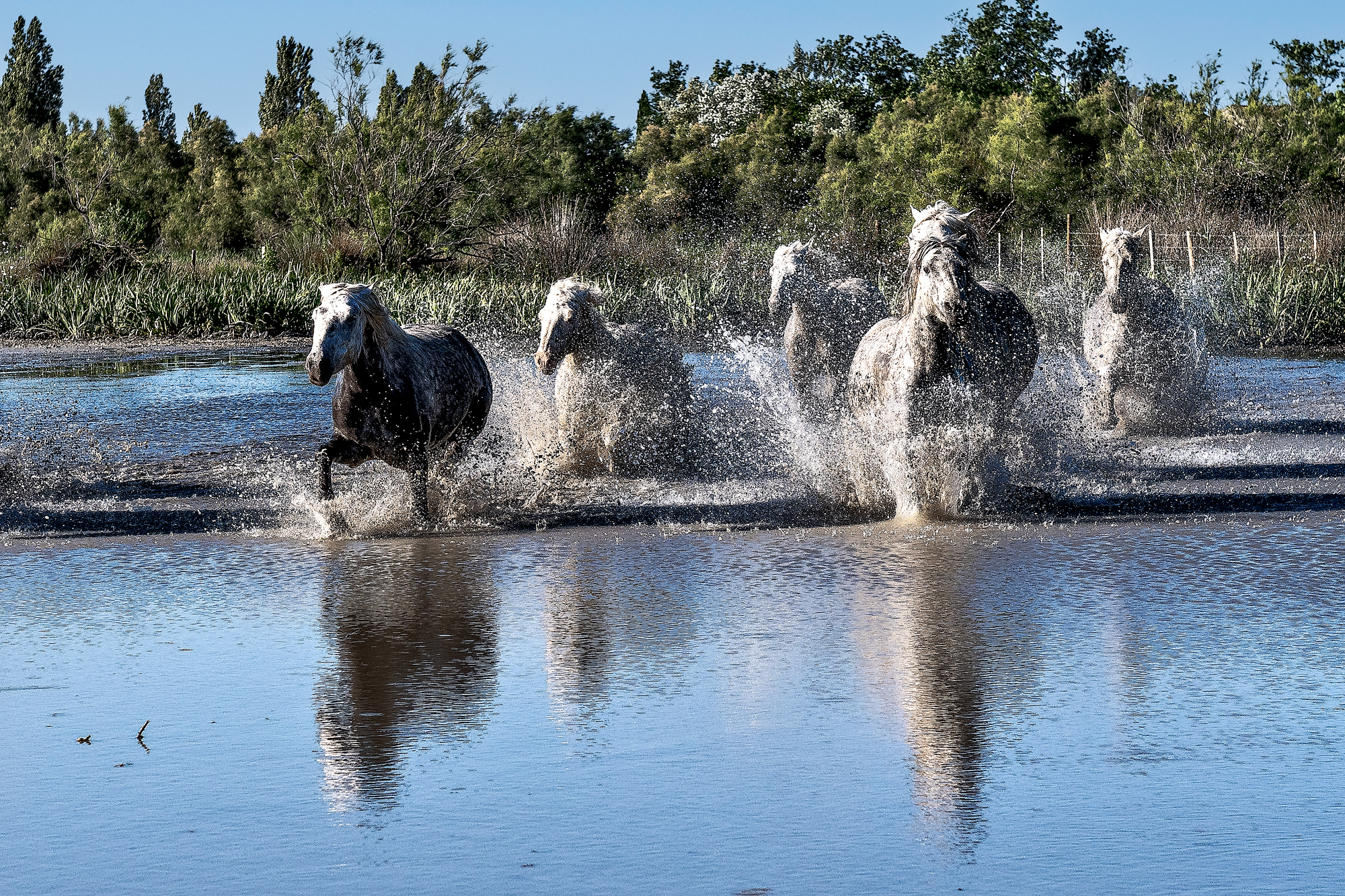 Camargue 4685
