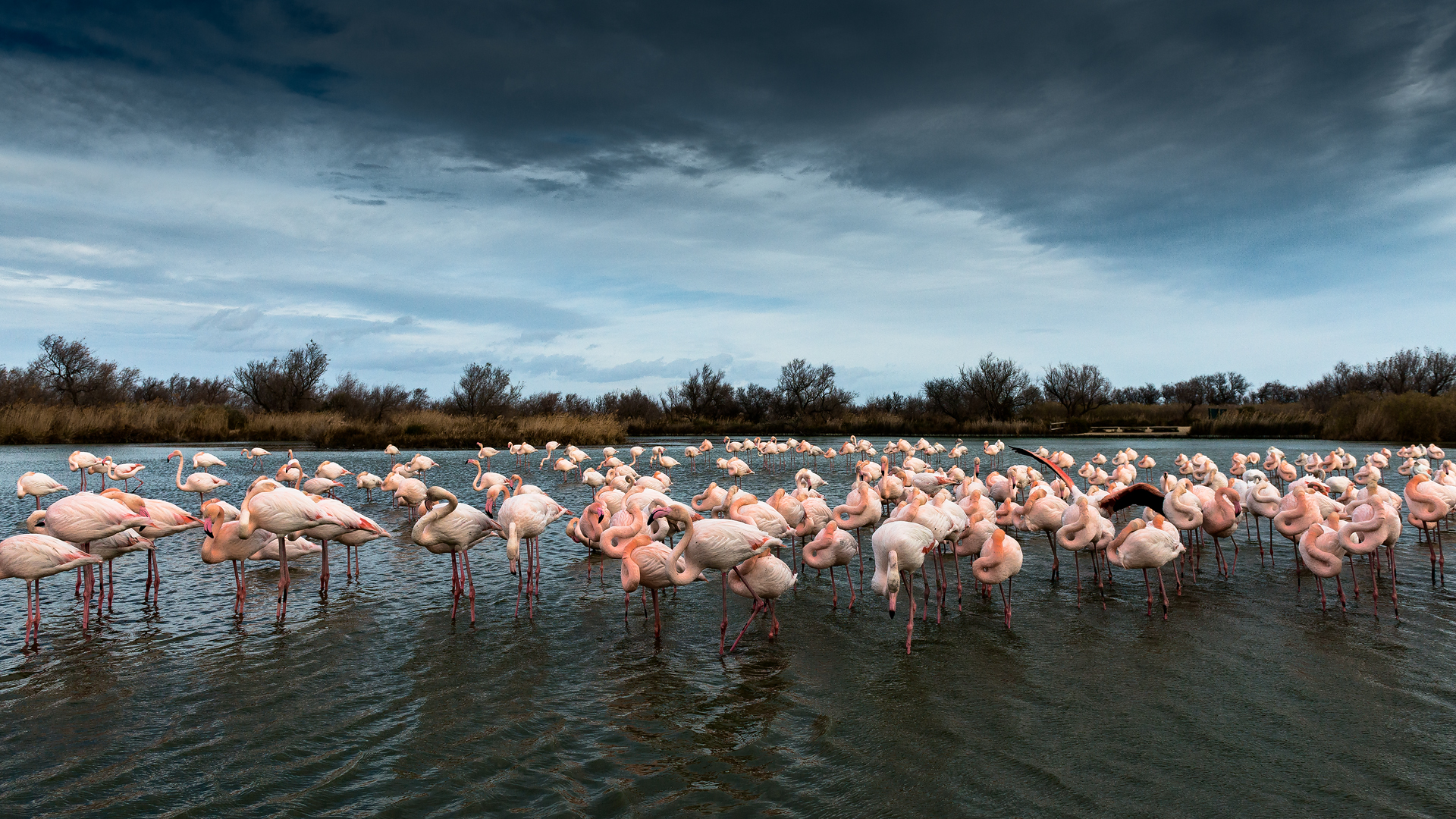 Camargue 536
