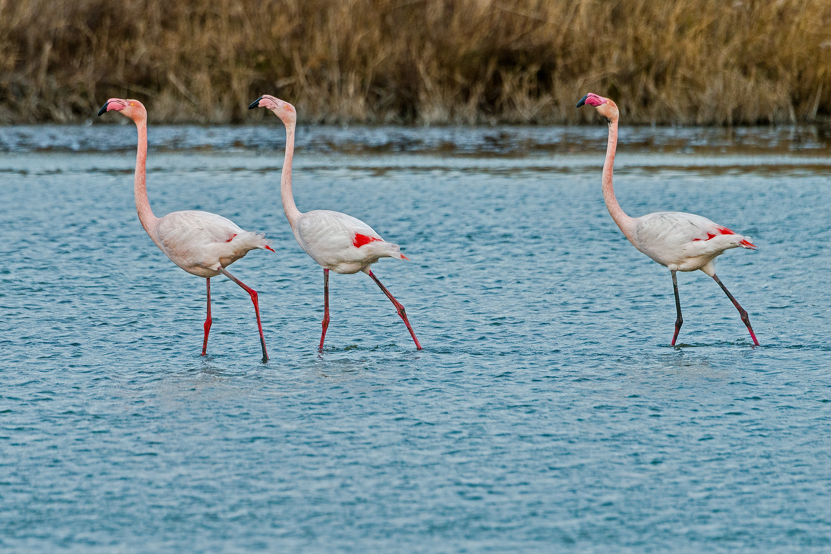Camargue 569