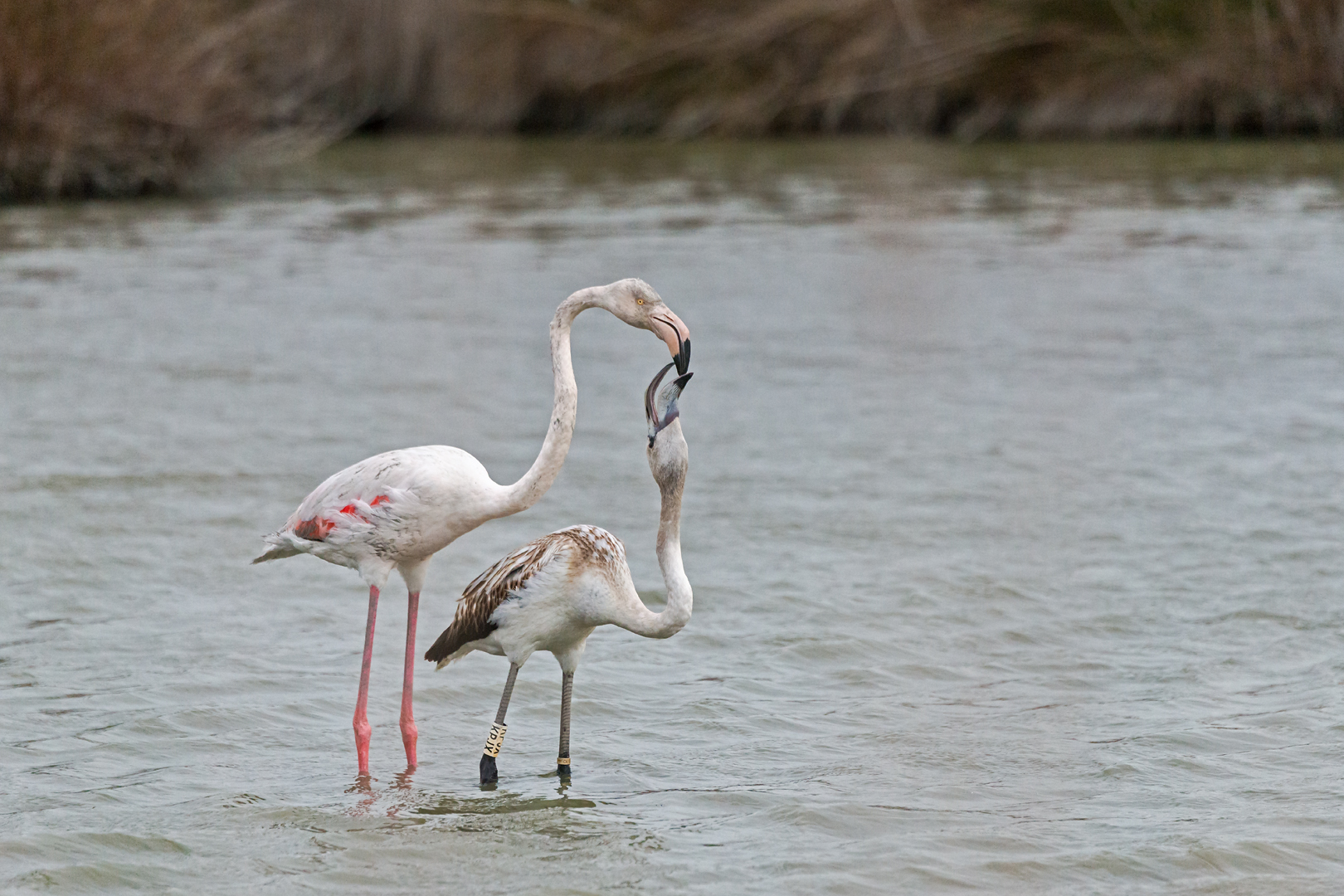 Camargue 761