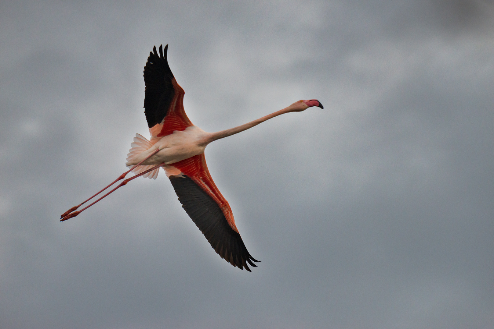 Camargue 779