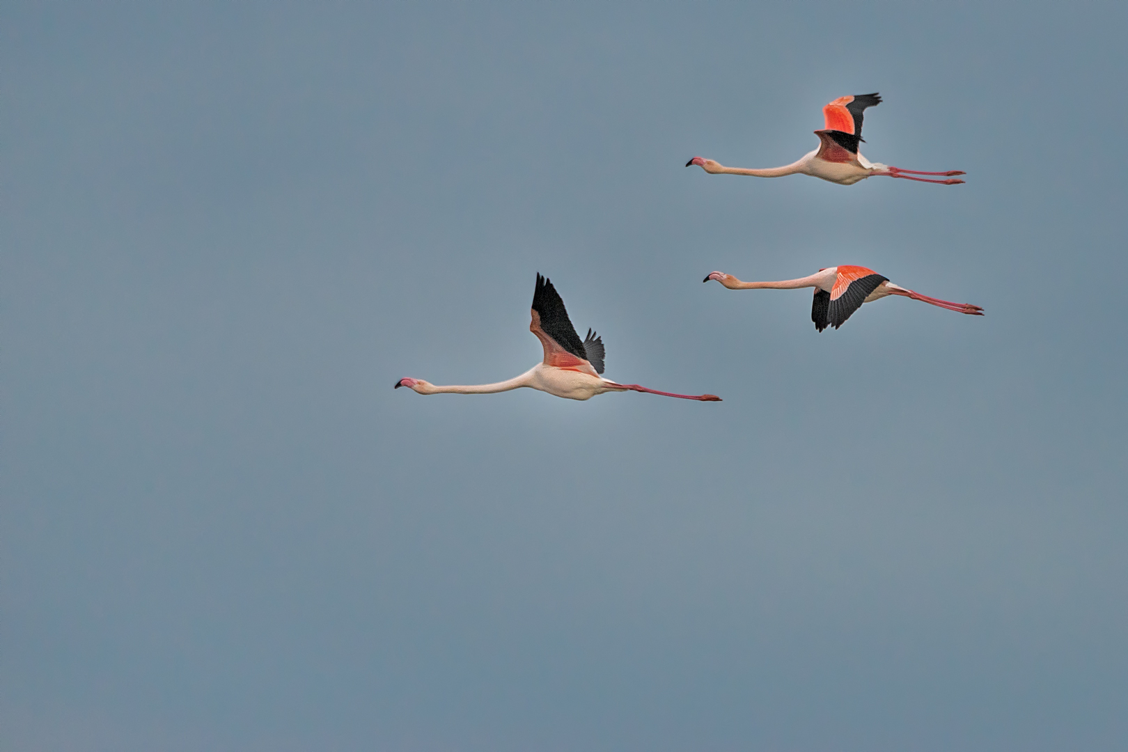 Camargue 794