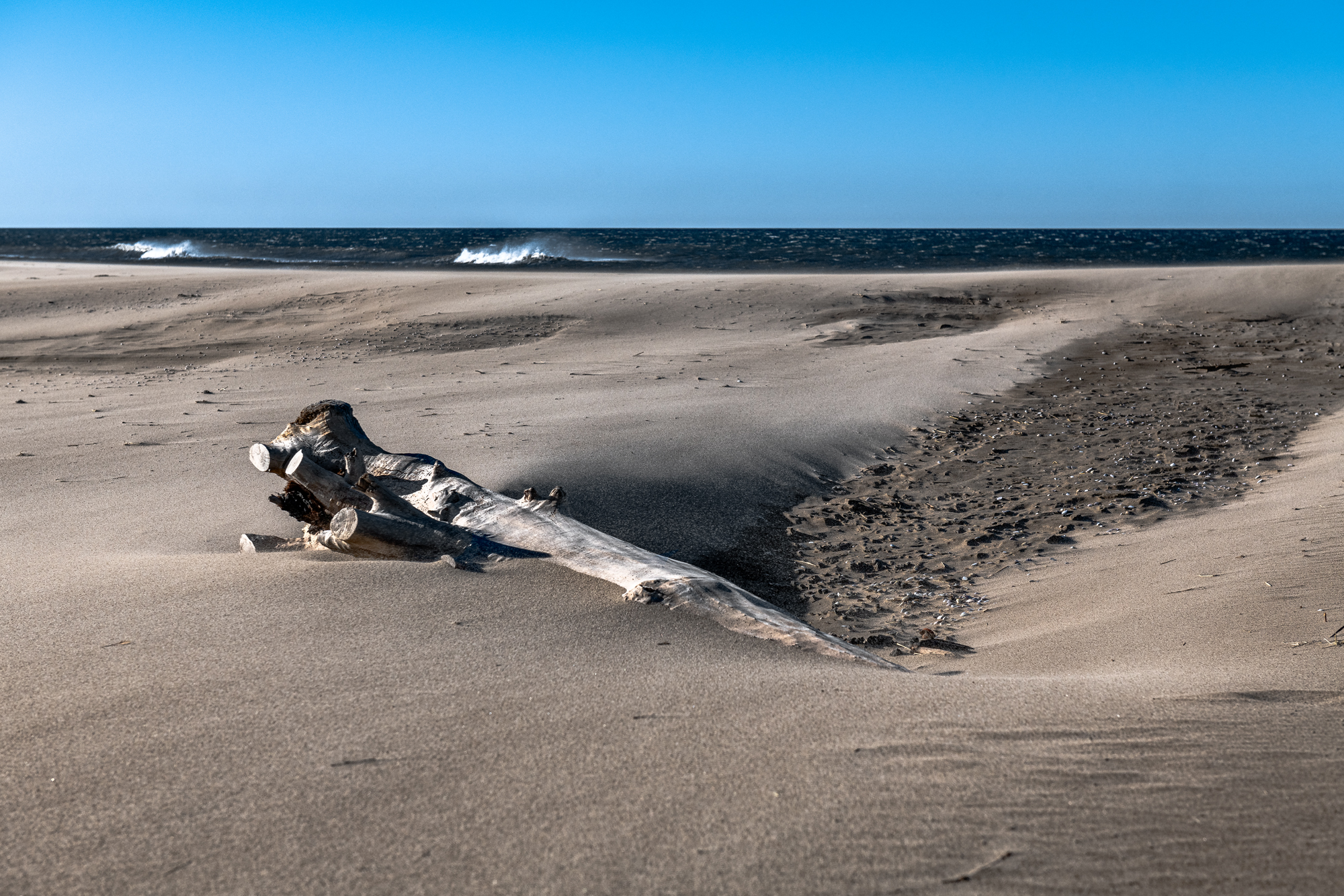 Camargue 9659