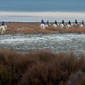 Camargue 002