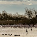 Camargue 072