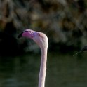 Camargue 088