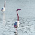 Camargue 100 : Camargue
