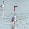 Camargue 101
