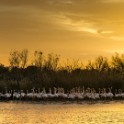 Camargue 1017