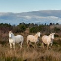 Camargue 1175