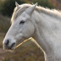 Camargue 1189