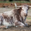 Camargue 1218