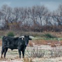 Camargue 1229