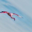 Camargue 208