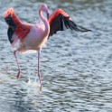 Camargue 212