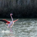 Camargue 227