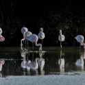 Camargue 323