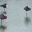 Camargue 338