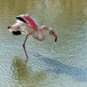Camargue 364