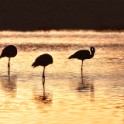 Camargue 4083
