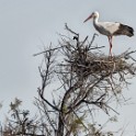 Camargue 428