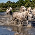 Camargue 4369