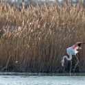 Camargue 442