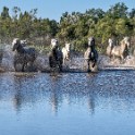 Camargue 4657