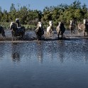 Camargue 4661