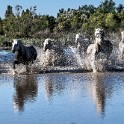 Camargue 4685
