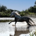 Camargue 4827